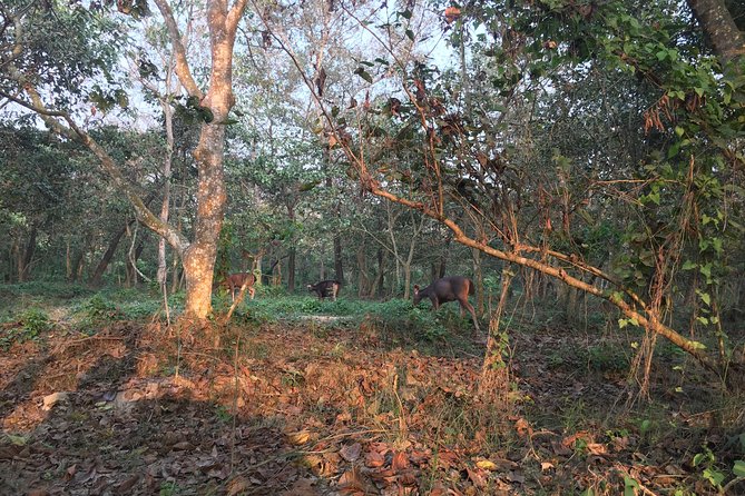 1 Night 2 Days Chitwan Jungle Safari Tour from Kathmandu - Price and inclusions: what your $155 covers (and what it doesn’t)