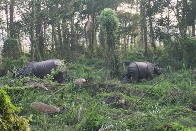 1 Night 2 Days Chitwan Jungle Safari Tour from Kathmandu - Day 1 from Kathmandu: the early start, then Tharu culture by sunset
