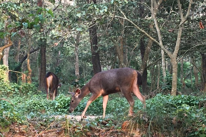 1 Night 2 Days Chitwan Jungle Safari Tour from Kathmandu - Who this tour suits best (and who should skip it)