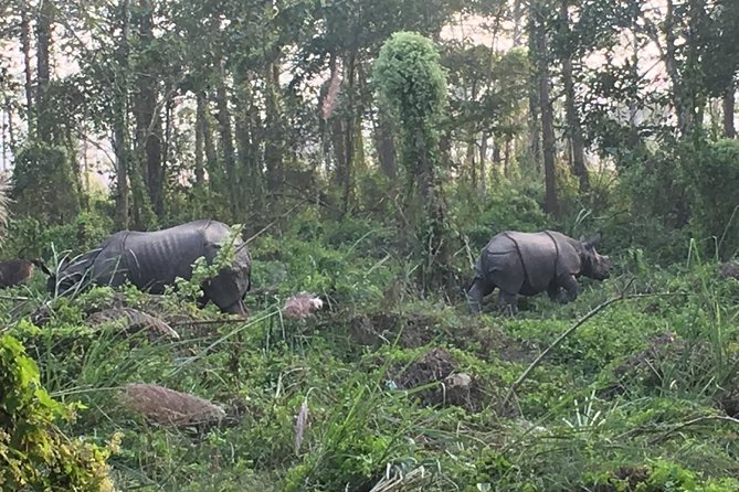 1 Night 2 Days Chitwan Jungle Safari Tour from Kathmandu - Day 1 from Kathmandu: the early start, then Tharu culture by sunset