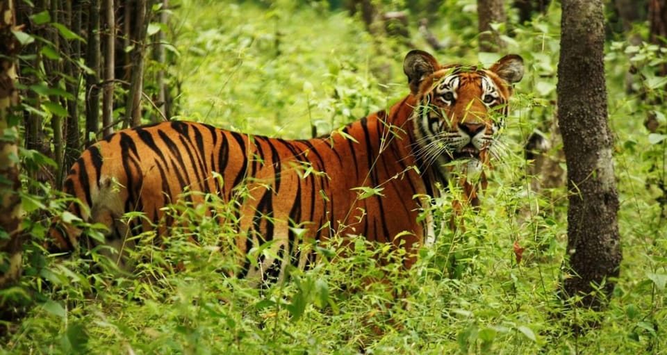 2 Days Chitwan Jungle Safari Tour from Pokhara/Kathmandu - Price and logistics: what you’re really buying for $117