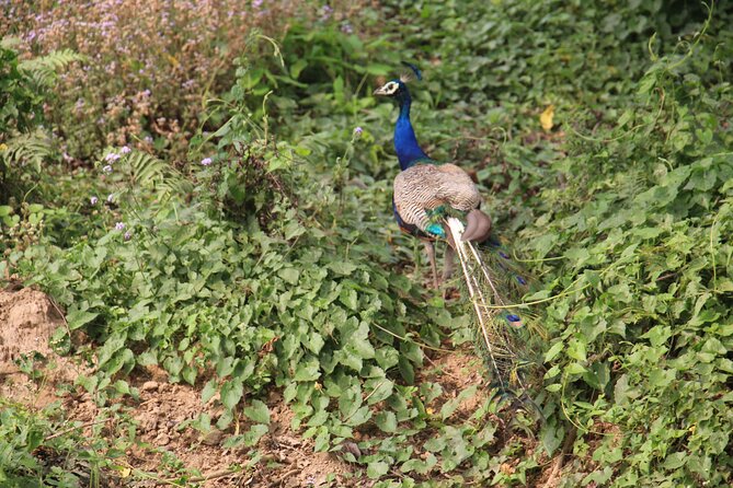 3-Day Chitwan National Park Jungle Safari Tour Package with Pick Up - Jeep safari, jungle walk, and the chance at big animals