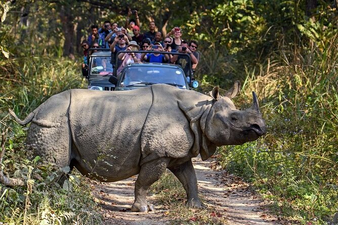 3-Day Chitwan National Park Jungle Safari Tour Package with Pick Up - Two nights near Chitwan: three-star comfort for a sane budget