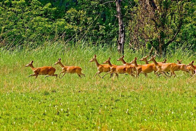 3 Nights 4 Days Chitwan National Park with Tower Night Stay - Getting there: Kathmandu to Sauraha and that 6-hour bus reality