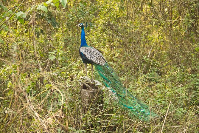 3 Nights 4 Days Chitwan National Park with Tower Night Stay - Day 2: Rapti River canoe ride, birds, and crocodile country