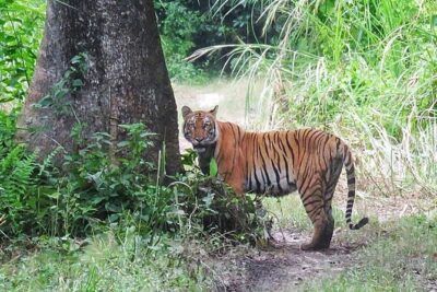 8 Days Tour in Nepal (Accommodation at 5 Star Hotel) - Day 3 transit to Chitwan: slow the mind, let the scenery load up