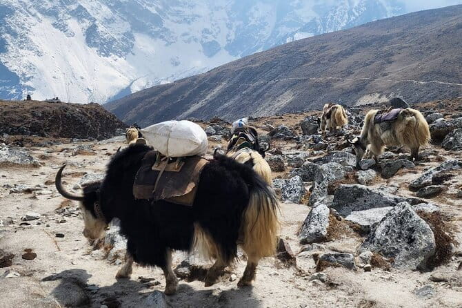 Everest Base Camp Trek from Kathmandu 12 Days - Key Highlights You’ll Care About