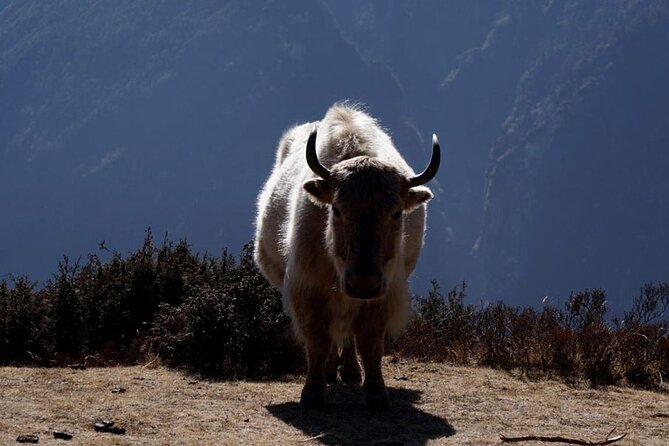 Everest Base Camp Trekking - 2025/2026 - Gorakshep to Pangboche and Namche: the return down that still hurts
