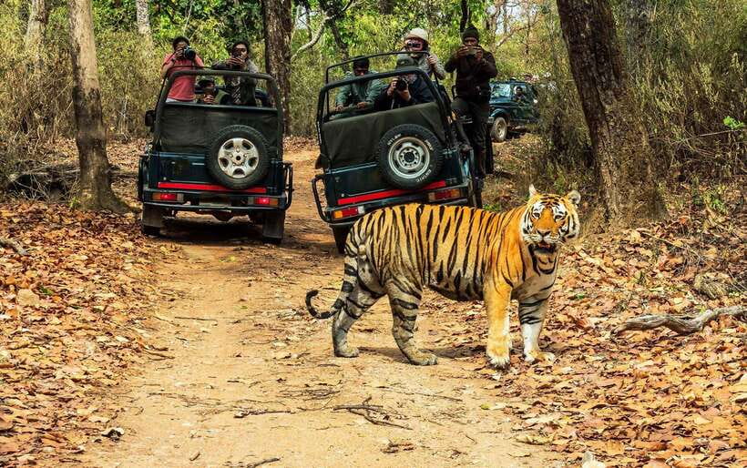 From Kathmandu/Pokhara: 2, 3, or 4-Day Chitwan Jungle Safari - Key highlights worth planning for