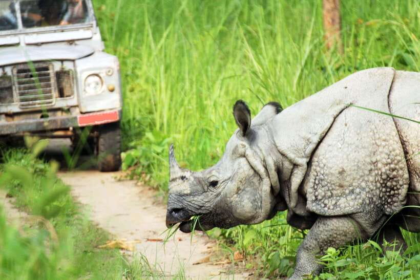 From Kathmandu/Pokhara: 2, 3, or 4-Day Chitwan Jungle Safari - Elephant and Gharial Conservation Centers: learning that doesn’t slow you down