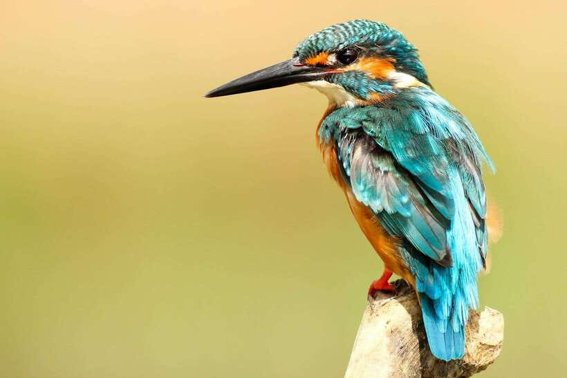 From Kathmandu/Pokhara: 2, 3, or 4-Day Chitwan Jungle Safari - Price and value: why this can be a smart deal at $35