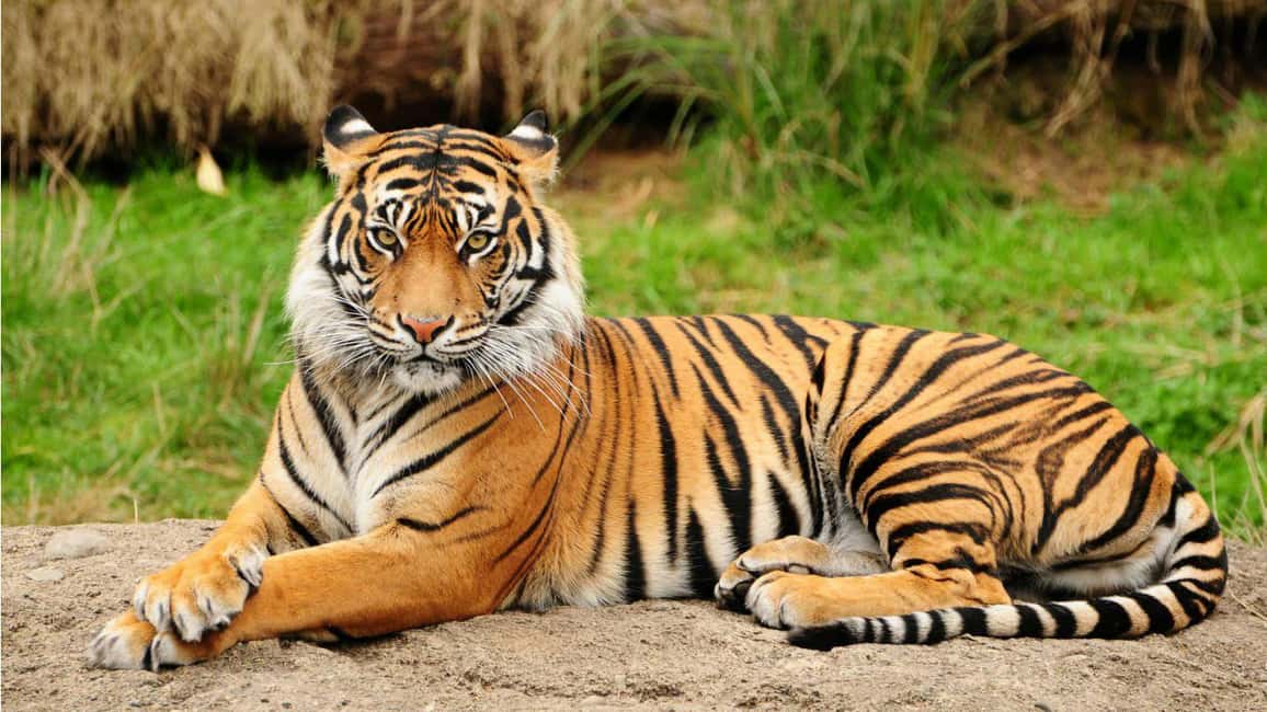 From Kathmandu/Pokhara: 3-Day All-Inclusive Chitwan Safari - Price and value: what you are really buying for $149