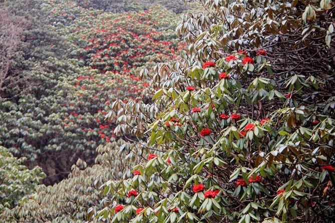 Ghorepani Poon Hill Trek - Day 3: Poon Hill at 3,210 m—how to survive the sunrise hike mindset