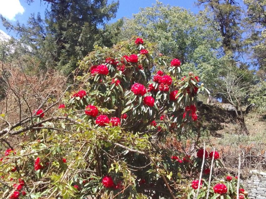 Kathmandu: 10-Day Adventurous Annapurna Circuit Trek - Day 5 in Manang: the acclimatization day that’s worth it