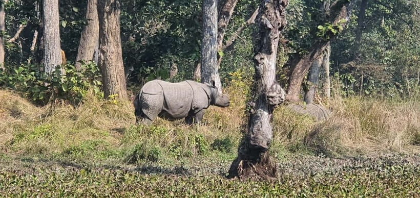 Kathmandu: 3-Day Chitwan Safari Tour with Hotel Transfers - Why Chitwan Works on a Short 3-Day Schedule