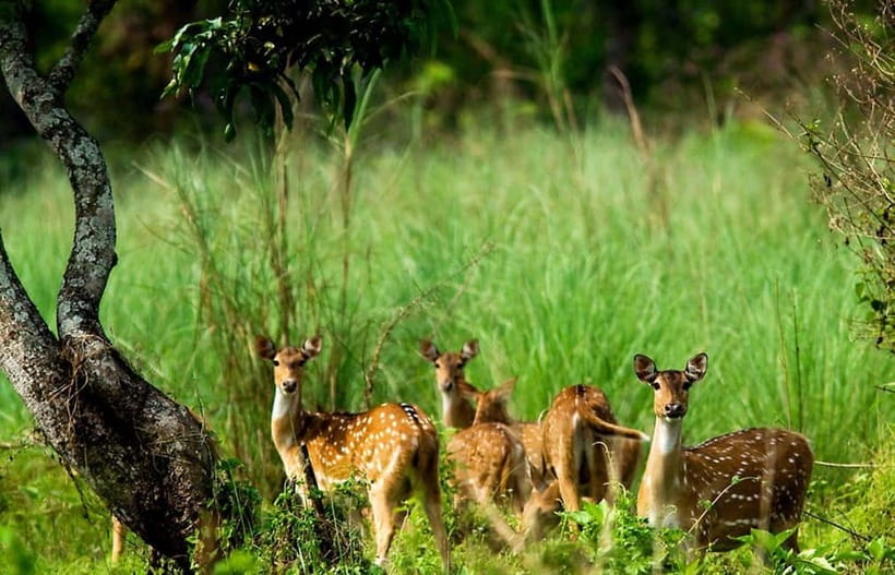 Kathmandu/Pokhara: 3 Day Chitwan Jungle Safari Tour - Why Chitwan works so well in just 3 days
