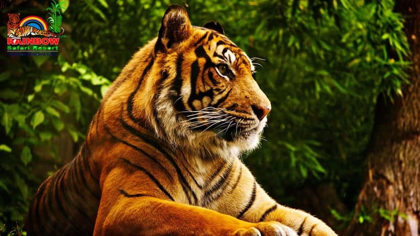 Kathmandu/Pokhara: 3 Day Chitwan Jungle Safari Tour - Day 3: optional birdwatching, then you’re back on the road