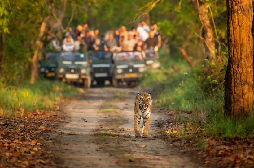 Kathmandu/Pokhara: 3 Day Chitwan Jungle Safari Tour - The resort and meals: comfort that doesn’t break the nature mood