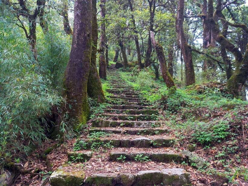Kathmandu: Shivapuri Day Hike with Lunch - Inside the Park: Steps, Bamboo, Birds, and Hidden Waterfalls