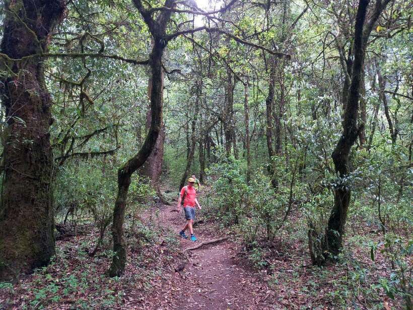 Kathmandu: Shivapuri Day Hike with Lunch - Guides Matter Here: Humor, Safety, and Route Choices