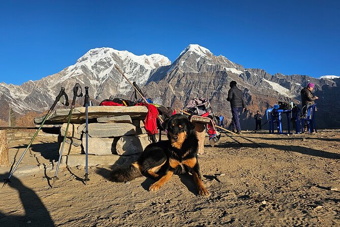 Mardi Himal Trek - Forest Camp and Low Camp: Mixed Woodland Walking Above 3,000m