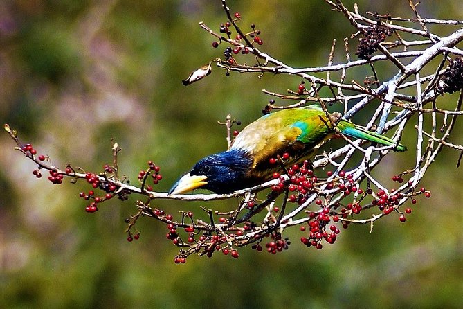 Nepal Birding - How to pack for a long bird day in the Kathmandu hills