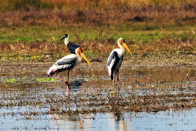 Nepal Birding - A day that can run long: timing, pickups, and how to stay sane