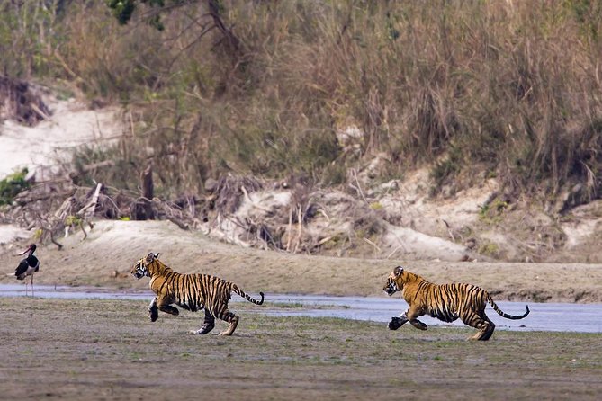 Nepal Classic Tour -12 Days - 12 Days That Blend UNESCO Temples With Real Safari Time