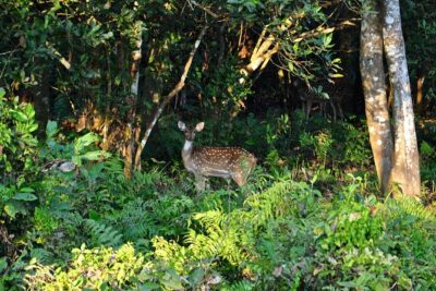 Nepal Classic Tour -12 Days - Getting In: Airport Pickup, Mobile Ticket, and Private Transfers